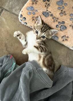 Rudy -  Domestic Short Hair Cat for Adoption in Oviedo, Florida - Rudy | PetCurious