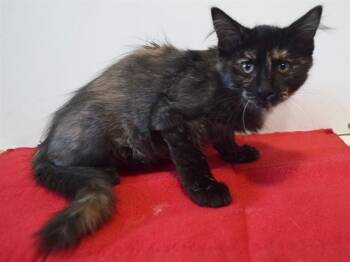 CHER -  Domestic Medium Hair and Domestic Short Hair Cat for Adoption in Sacramento, California - CHER | PetCurious