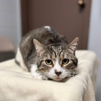 Domestic Short Hair Cats Available for Adoption - Laurant | PetCurious