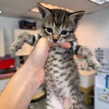 Xtra Playful 8 -  Domestic Short Hair Cat for Adoption in Austin, Texas - Xtra Playful 8 | PetCurious