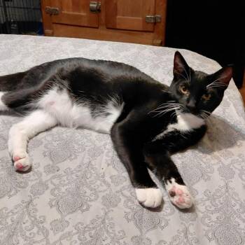 Obsidian -  Domestic Short Hair Cat for Adoption in Incline Village, Nevada - Obsidian | PetCurious