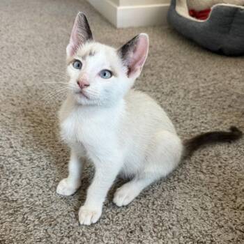 Cappuccino -  Snowshoe Cat for Adoption in NEW PT RICHEY, Florida - Cappuccino | PetCurious
