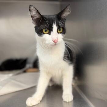 Glinda -  Domestic Medium Hair Cat for Adoption in Sarasota, Florida - Glinda | PetCurious
