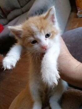 Domestic Short Hair Cats Available for Adoption in Evansville, Indiana - Mario | PetCurious