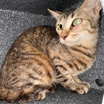 Darcy -  Domestic Short Hair Cat Available for Adoption in Edinburg, Texas - Darcy | PetCurious