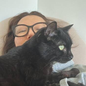 Mouse -  Domestic Short Hair Cat for Adoption in New York, New York - Mouse | PetCurious