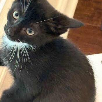 Diablo -  Domestic Short Hair Cat for Adoption in Chattanooga, Tennessee - Diablo | PetCurious
