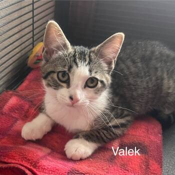 Rescue Domestic Short Hair Cats for Adoption in Hanna City, Illinois - Valek | PetCurious