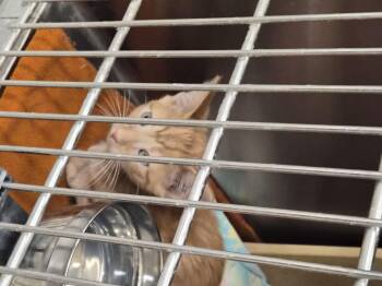 Rescue Domestic Short Hair Cats for Adoption in Garden City, Colorado - Jonessee | PetCurious