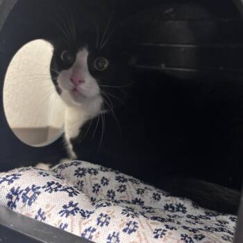 Sammy -  Domestic Short Hair Cat for Adoption in Ottawa, Kansas - Sammy | PetCurious