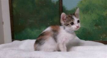 CINDEL -  Domestic Short Hair Cat for Adoption in Houston, Texas - CINDEL | PetCurious