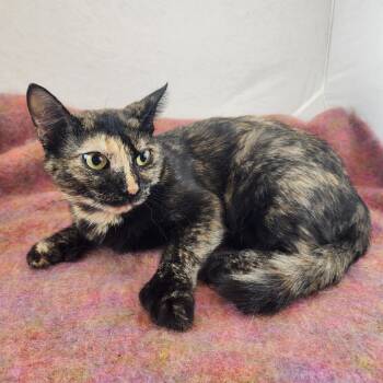 Sweet Lucy -  Domestic Short Hair Cat for Adoption in New York, New York - Sweet Lucy | PetCurious