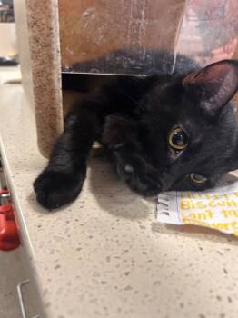 A801167 -  Domestic Short Hair Cat for Adoption in Louisville, Kentucky - A801167 | PetCurious