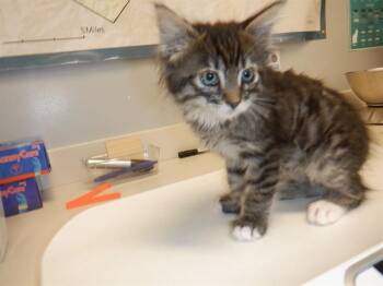 SUZY -  Domestic Medium Hair Cat for Adoption in San Jose, California - SUZY | PetCurious