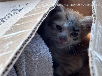 PIDGEY -  Domestic Short Hair Cat Available for Adoption in Ocala, Florida - PIDGEY | PetCurious