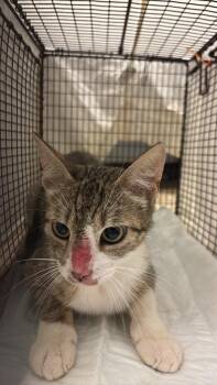 Espinoza Feral 1 -  Domestic Short Hair Cat for Adoption in New Braunfels, Texas - Espinoza Feral 1 | PetCurious