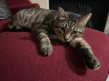 Rescue Tabby Cats for Adoption in Burnaby, British Columbia - Diego | PetCurious