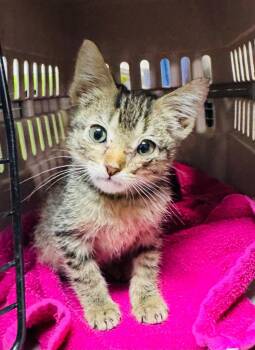 Joan Jett -  Domestic Short Hair Cat for Adoption in Valley Park, Oklahoma - Joan Jett | PetCurious