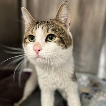Domestic Short Hair Cats Available for Adoption in Salt Lake City, Utah - Guiseppe | PetCurious