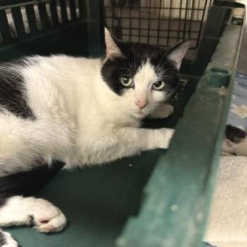 Vulpix -  Domestic Short Hair Cat for Adoption - Vulpix | PetCurious