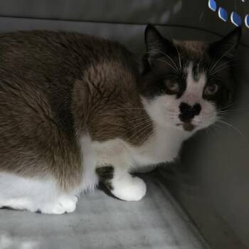 Snowshoe Cats Available for Adoption in Sioux Falls, South Dakota - Belinda | PetCurious