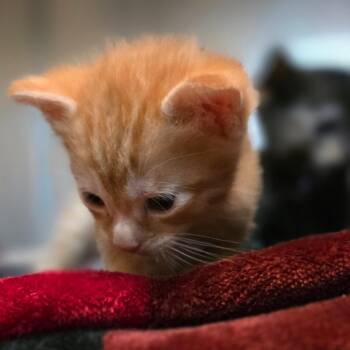 Jester -  Domestic Short Hair Cat Available for Adoption in Buellton, California - Jester | PetCurious