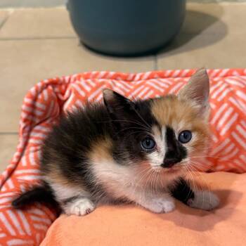 Rory -  Calico Cat for Adoption in Houston, Texas - Rory | PetCurious
