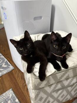 Ava C -  Domestic Short Hair Cat for Adoption in Cary, North Carolina - Ava C | PetCurious