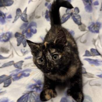 Marge -  Domestic Short Hair Cat for Adoption in Olean, New York - Marge | PetCurious