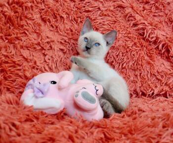 Peach -  Siamese Cat for Adoption in St. Augustine, Florida - Peach | PetCurious