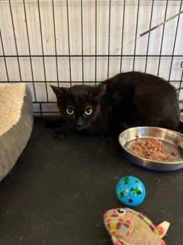 Domestic Short Hair Cats Available for Adoption - Haneli | PetCurious