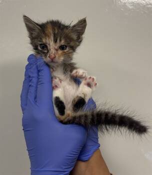 Rescue Domestic Short Hair Cats for Adoption in Ontario, California - NEEDS A FOSTER | PetCurious