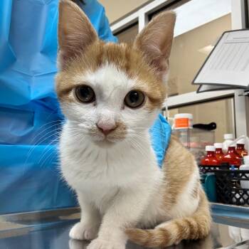 Macadamia -  Domestic Short Hair Cat for Adoption in Birmingham, Alabama - Macadamia | PetCurious