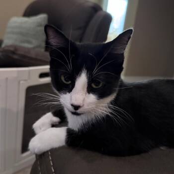 Della Hildreth -  Domestic Short Hair and Tuxedo Cat for Adoption in Morrison, Colorado - Della Hildreth | PetCurious
