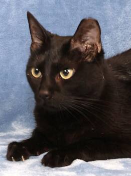 Zoe -  Domestic Short Hair Cat for Adoption in Fort Worth, Texas - Zoe | PetCurious
