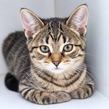 Piper -  Domestic Short Hair Cat for Adoption in Walnutport, Pennsylvania - Piper | PetCurious