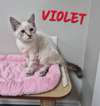 Violet -  Domestic Short Hair Cat for Adoption in Rome, Georgia - Violet | PetCurious