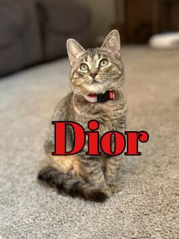 Rescue Domestic Short Hair Cats for Adoption in Philadelphia, Pennsylvania - Dior | PetCurious