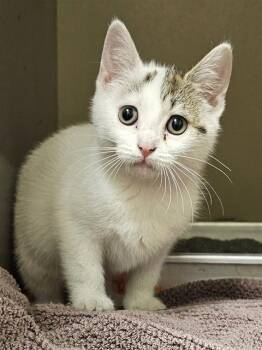 VIOLET -  Domestic Short Hair Cat for Adoption in Clyde, North Carolina - VIOLET | PetCurious