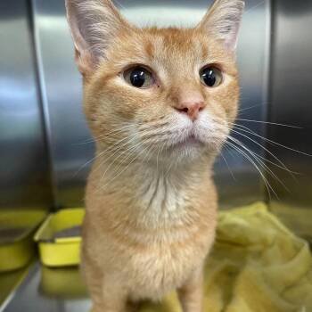 Sir Fairgrounds -  Domestic Short Hair Cat for Adoption in Mount Sterling, Illinois - Sir Fairgrounds | PetCurious