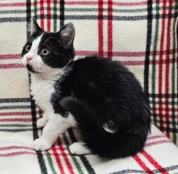 Rescue Domestic Short Hair Cats for Adoption in Little Rock, Arkansas - Oreo | PetCurious