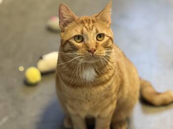 Tabby Cats Available for Adoption in Pierre, South Dakota - Piccolo  | PetCurious
