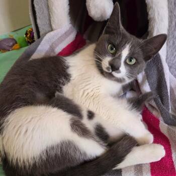 Biscuits McQueen -  Domestic Short Hair Cat for Adoption in Keizer, Oregon - Biscuits McQueen | PetCurious