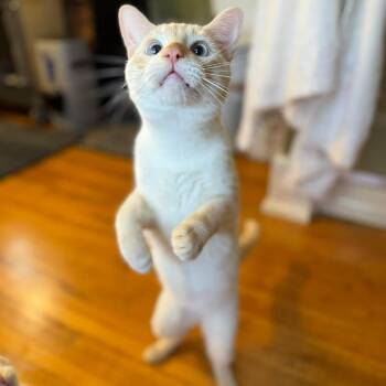 Siamese Cats Available for Adoption - Fendi | PetCurious