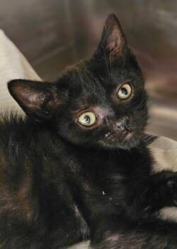 Elvira -  Domestic Short Hair Cat for Adoption in Pomona, New York - Elvira | PetCurious