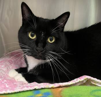 Bella -  Domestic Short Hair Cat for Adoption in Johnston, Rhode Island - Bella | PetCurious