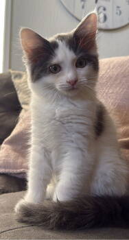 Rescue Domestic Medium Hair Cats for Adoption in San Jose, California - Frankie | PetCurious