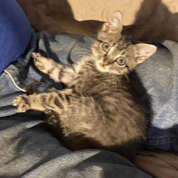 Jellybean -  Domestic Short Hair Cat for Adoption in Chattanooga, Tennessee - Jellybean | PetCurious