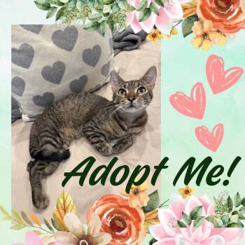 Rescue Domestic Short Hair Cats for Adoption in Port Chester, New York - Tres | PetCurious