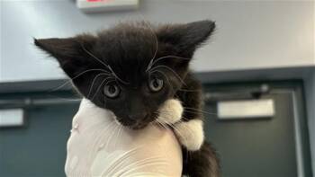 A1912821 -  Domestic Short Hair Cat for Adoption in Thousand Palms, California - A1912821 | PetCurious